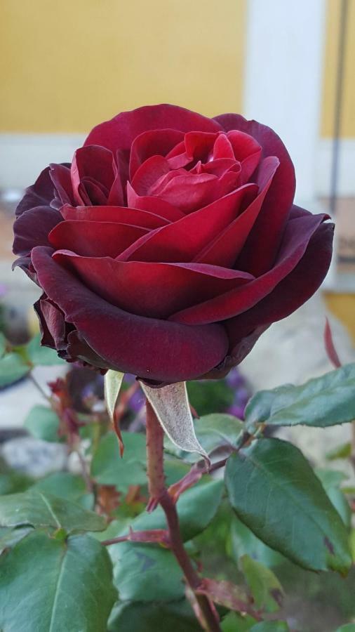 Le Rose Di Modicaヴィラ エクステリア 写真